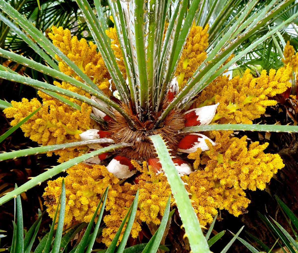 Цветущая финиковая Пальма