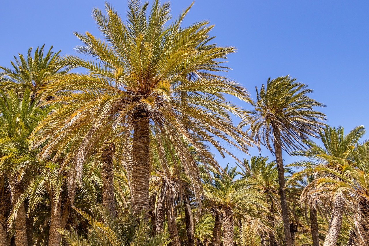 Пальмовый лес Крит