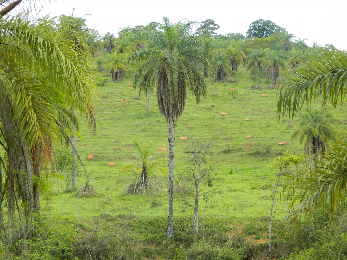 Attalea speciosa