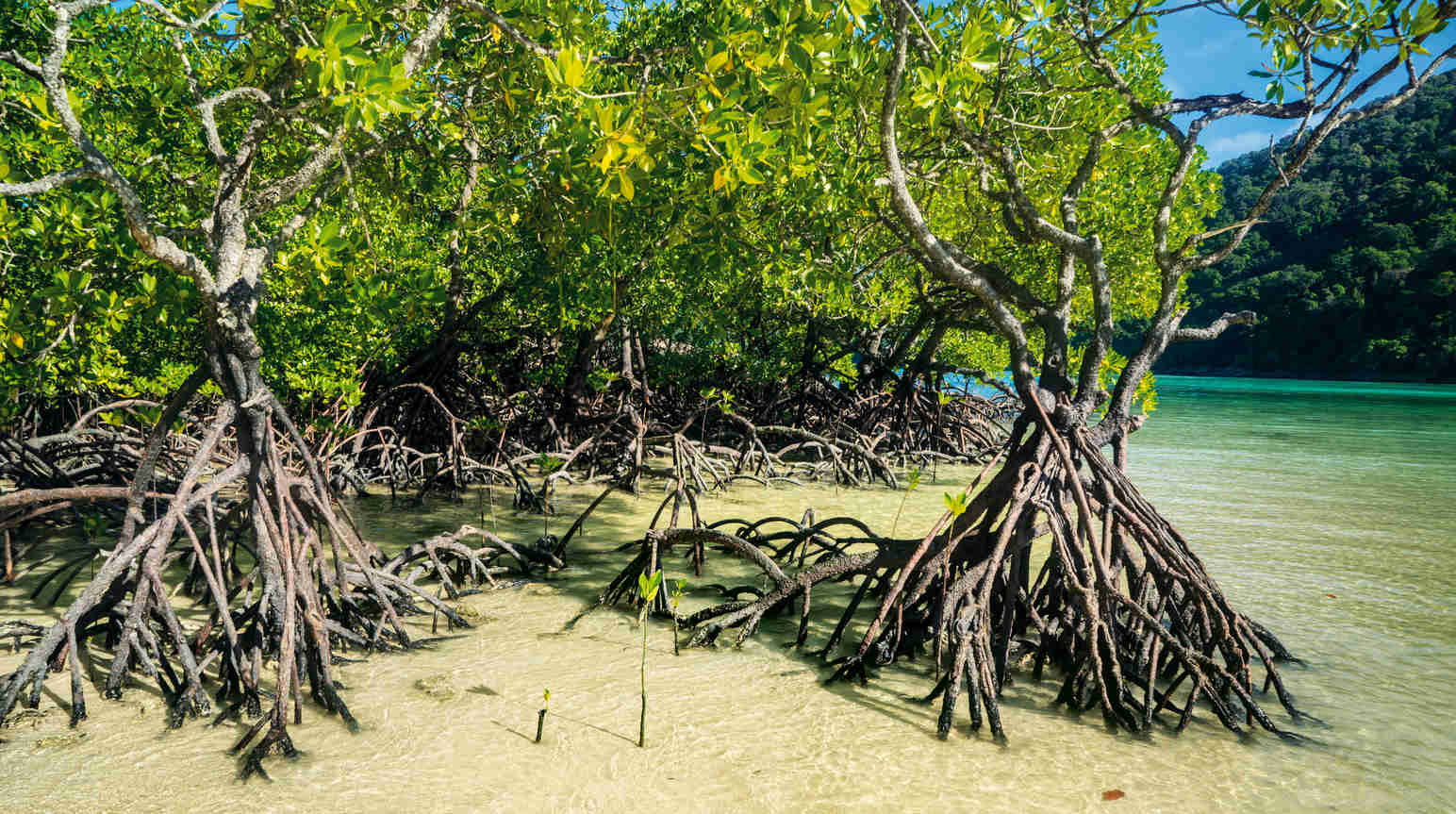 Ходульные корни мангровые