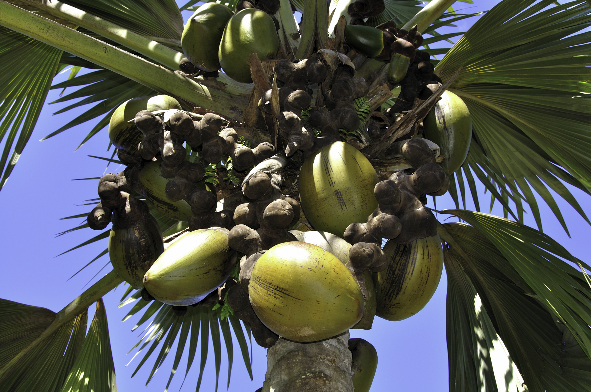 фрукты сейшельских островов названия и фото