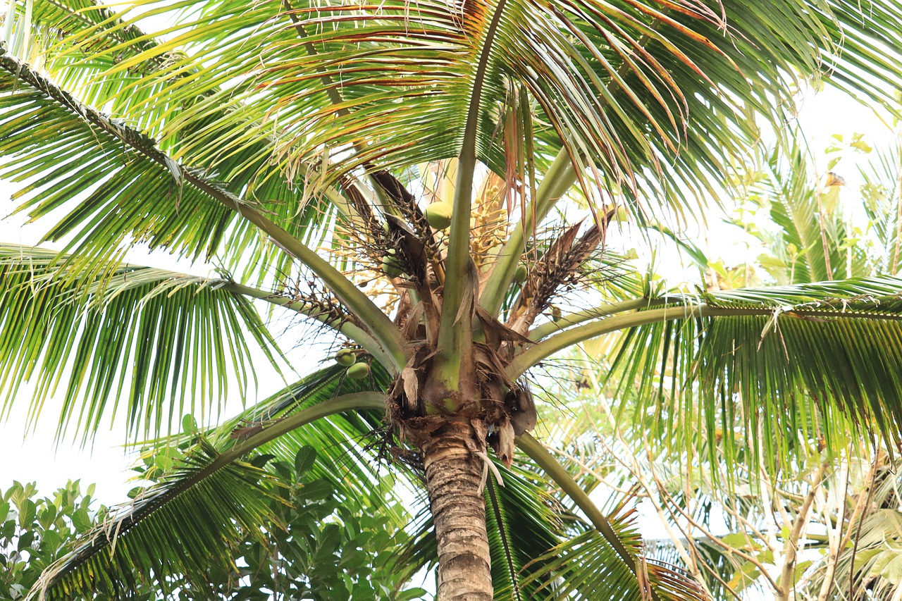 индия пальмы