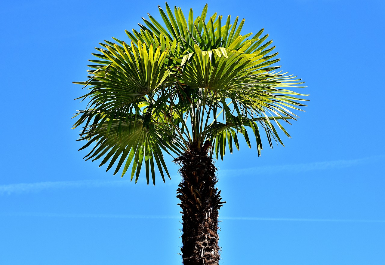 Дерево Пальма