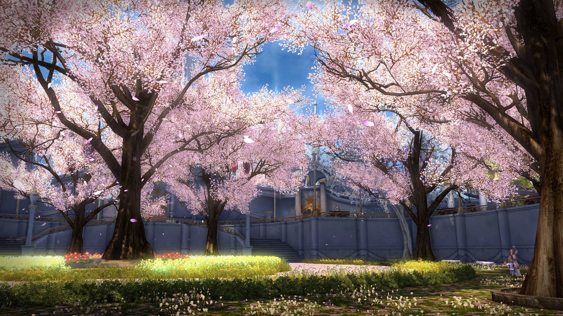Сеул цветение Сакуры