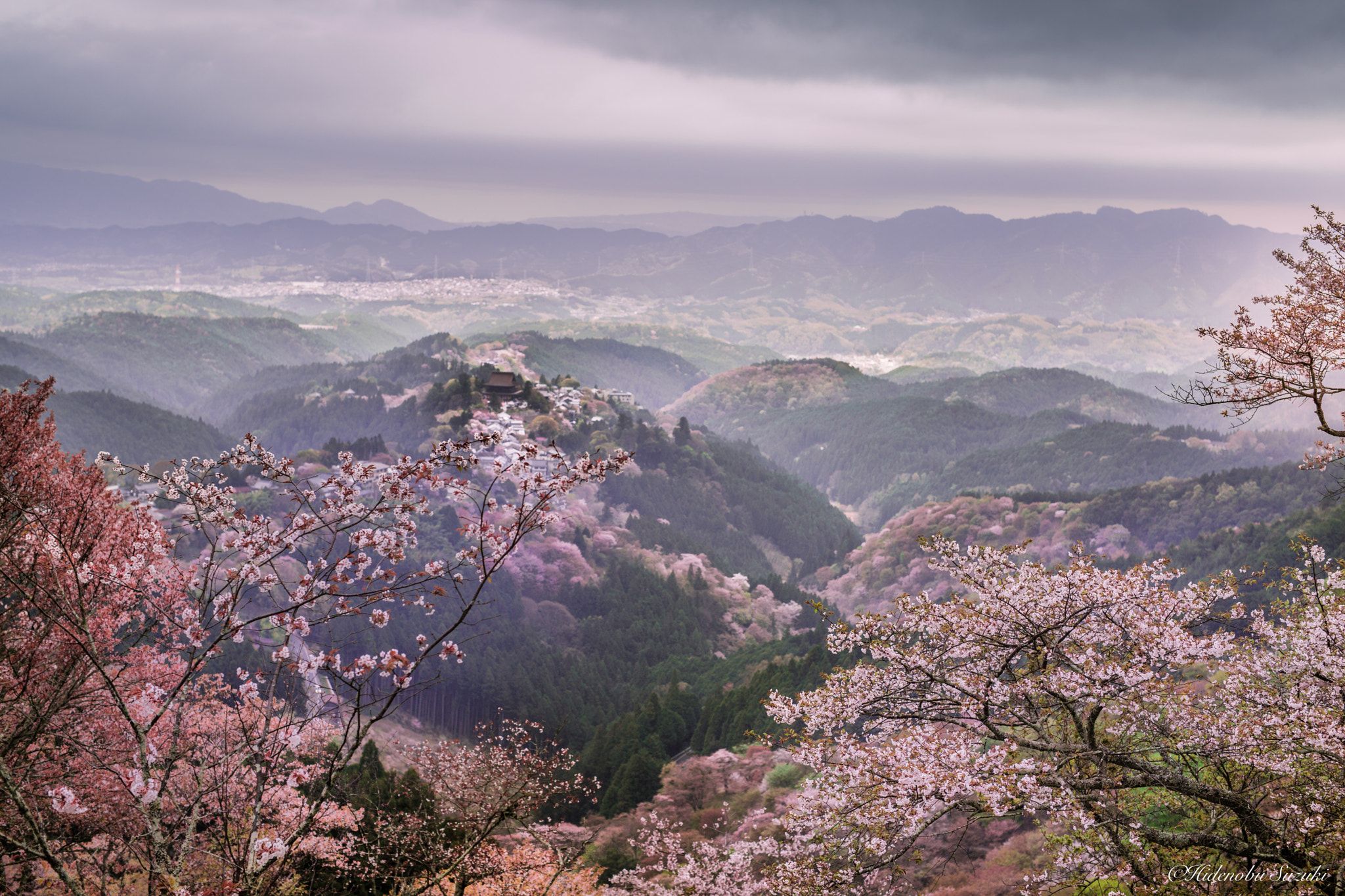 Сезон цветения Сакуры в Японии