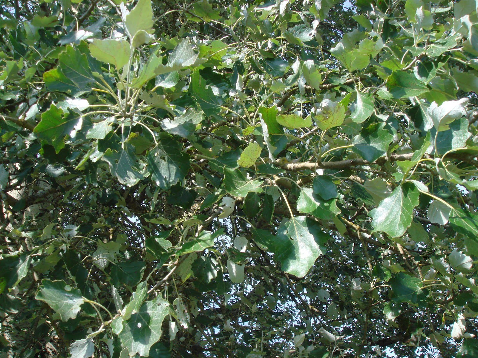 Тополь Populus Alba