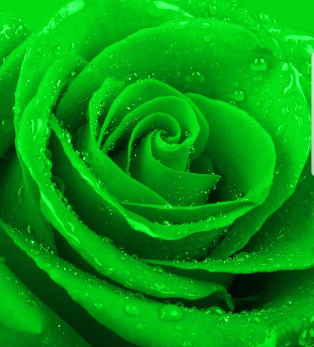 Зеленые розы