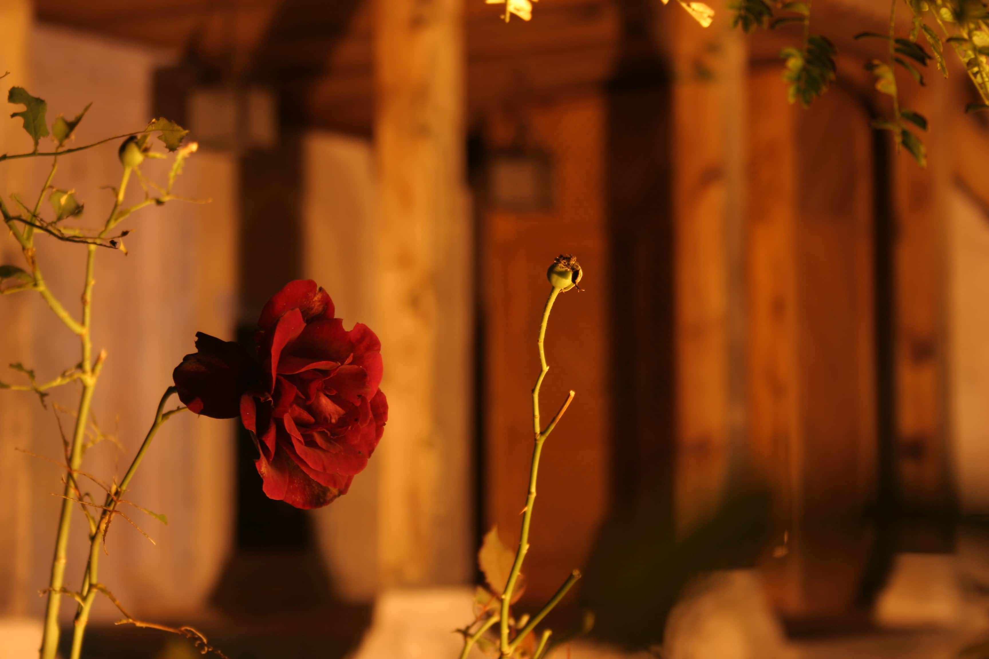 Роза на подоконнике на закате