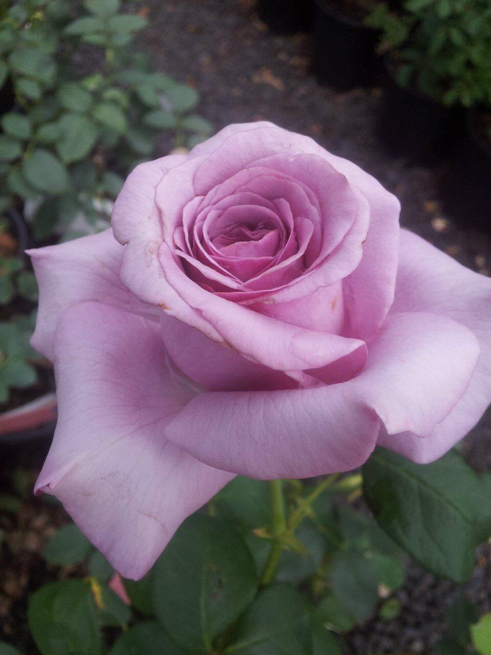 Роза Neptune