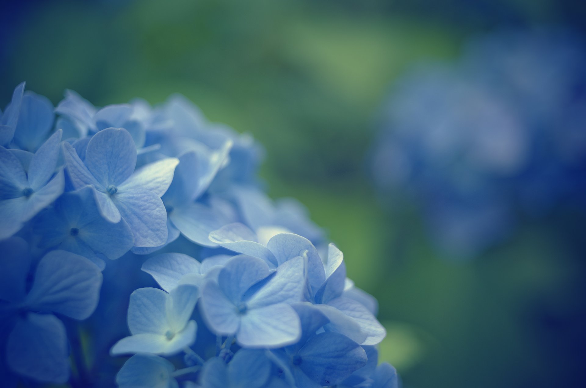 Обои Голубого Цвета Фото