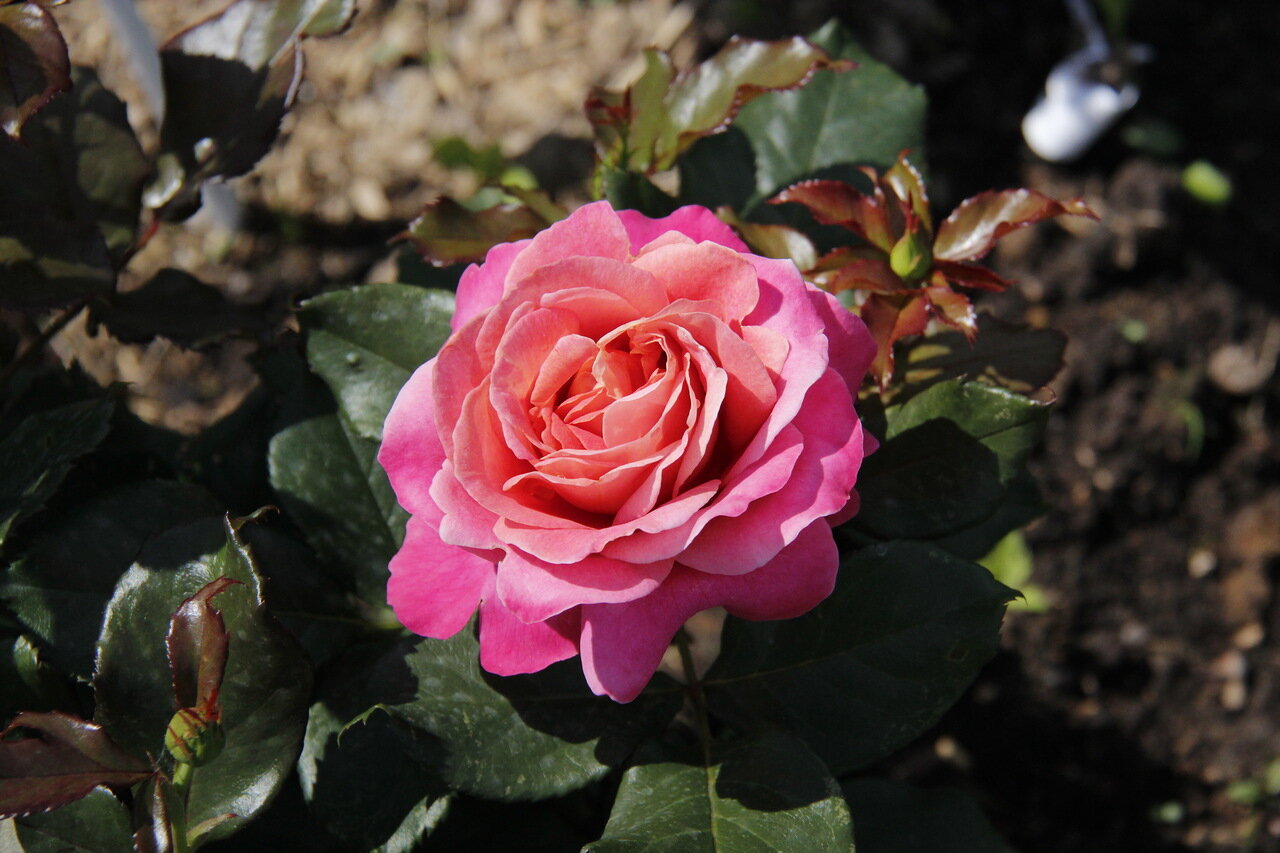 Роза Royal Amethyst