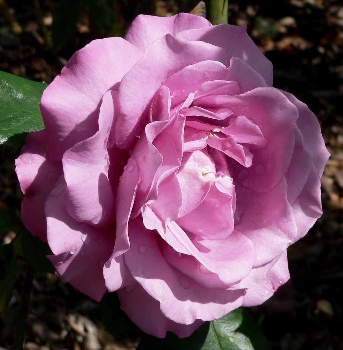 Роза аметиста Rosa Ametista