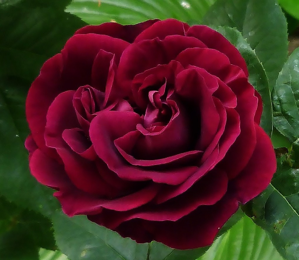 Роза Souvenir du Dr. Jamain