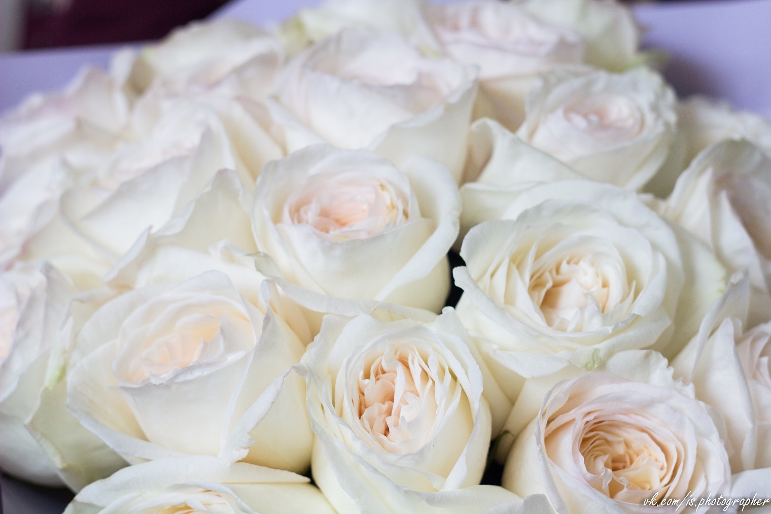 Белые розы россыпью