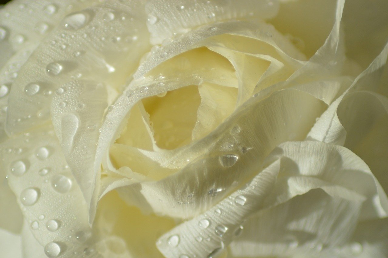 Лепестки белых роз
