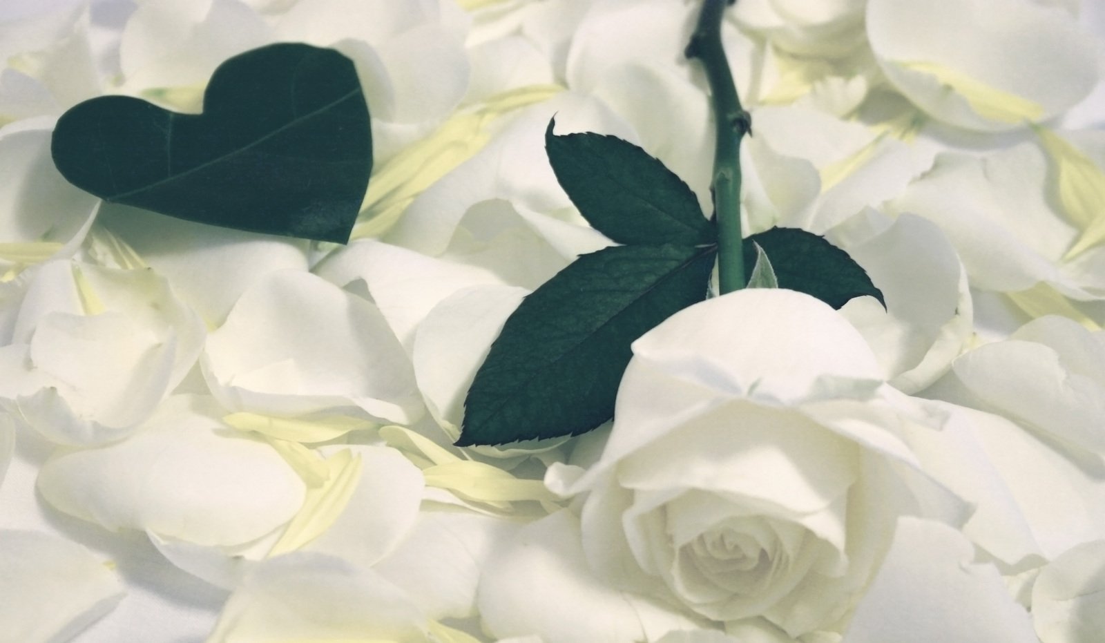 Лепестками белых роз наше