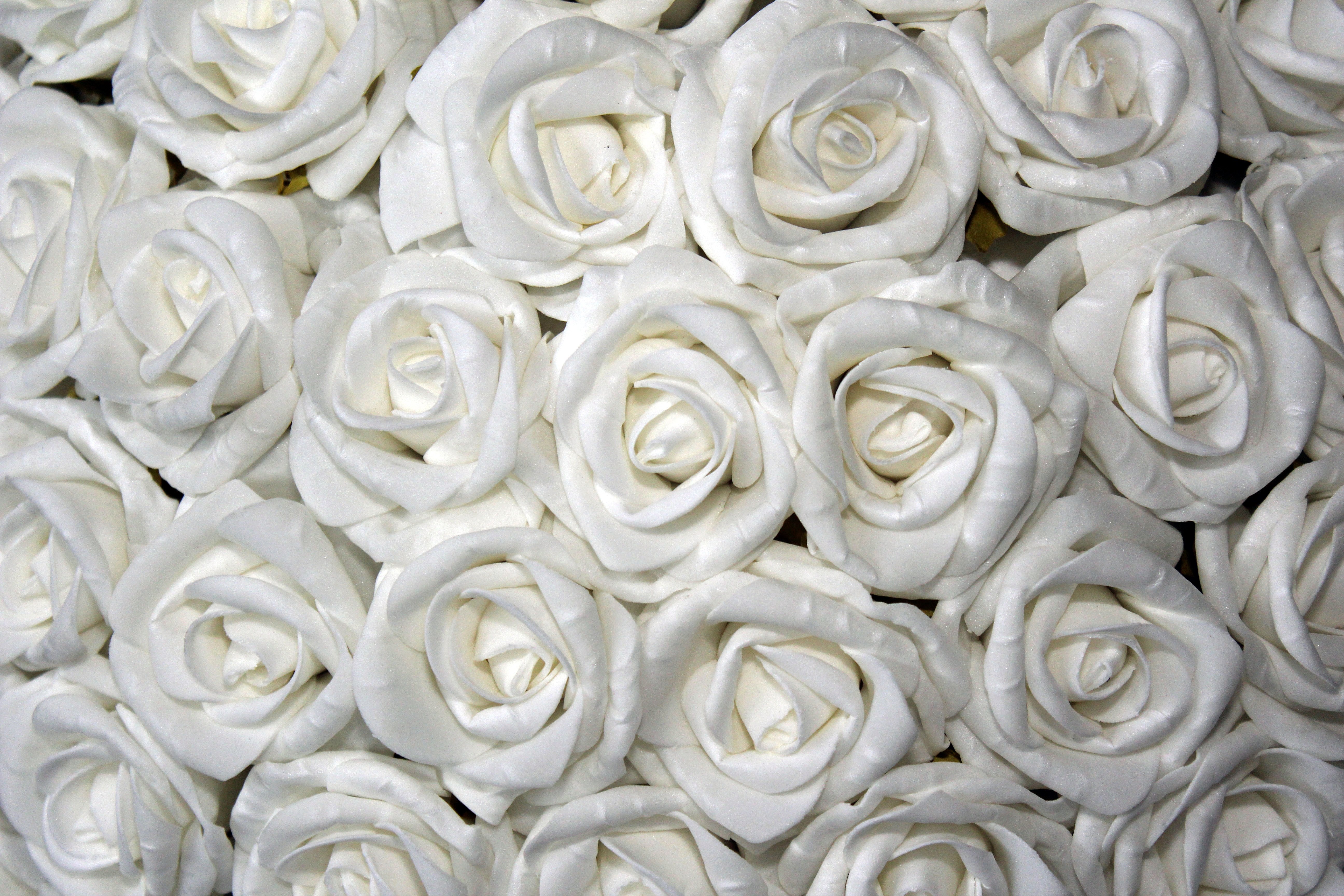 Картинки на рабочий стол белые розы
