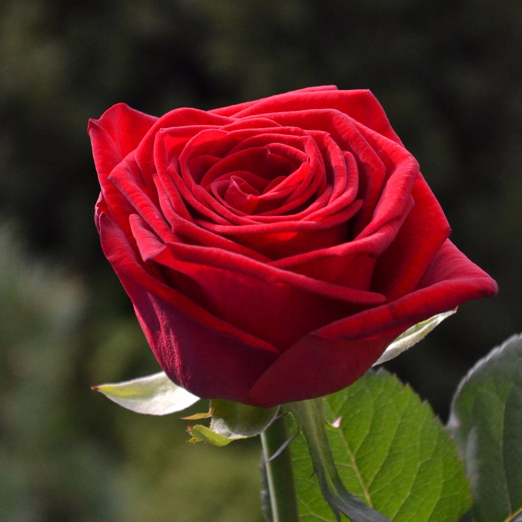 Роза красная бархатная сорт