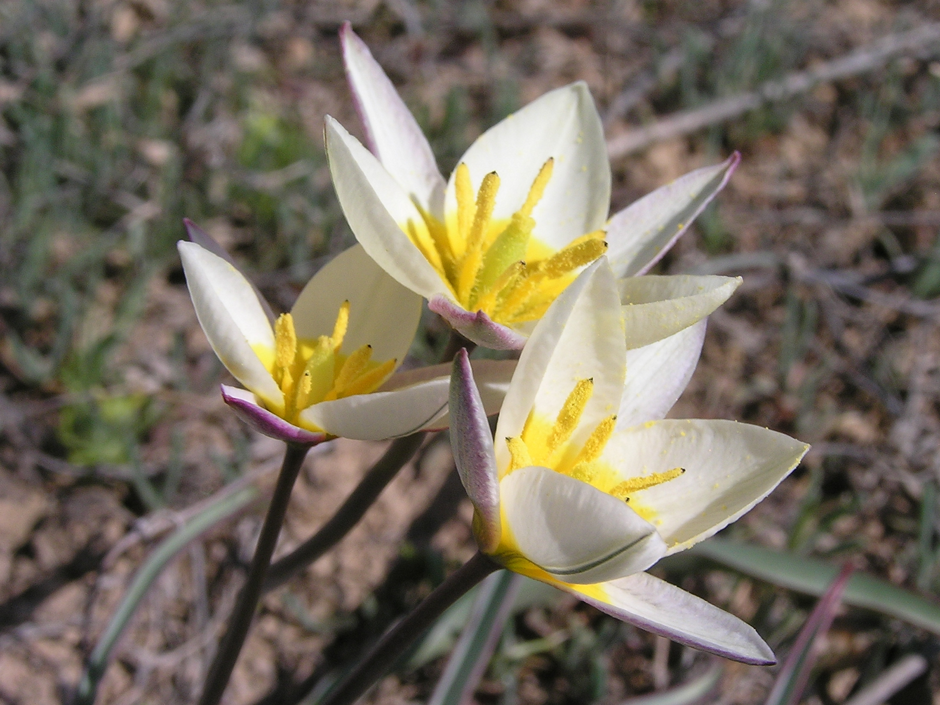 Тюльпан двухцветковый Калмыкия