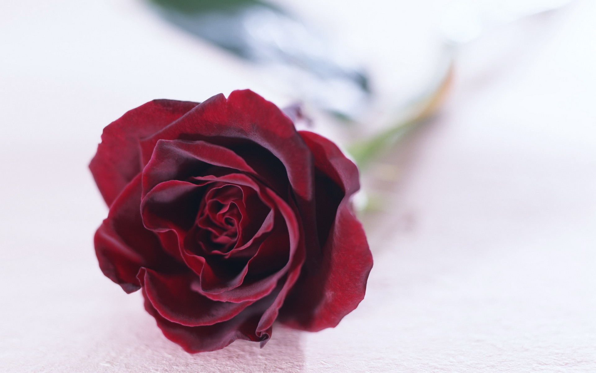 Розы бордовые бархатные букет