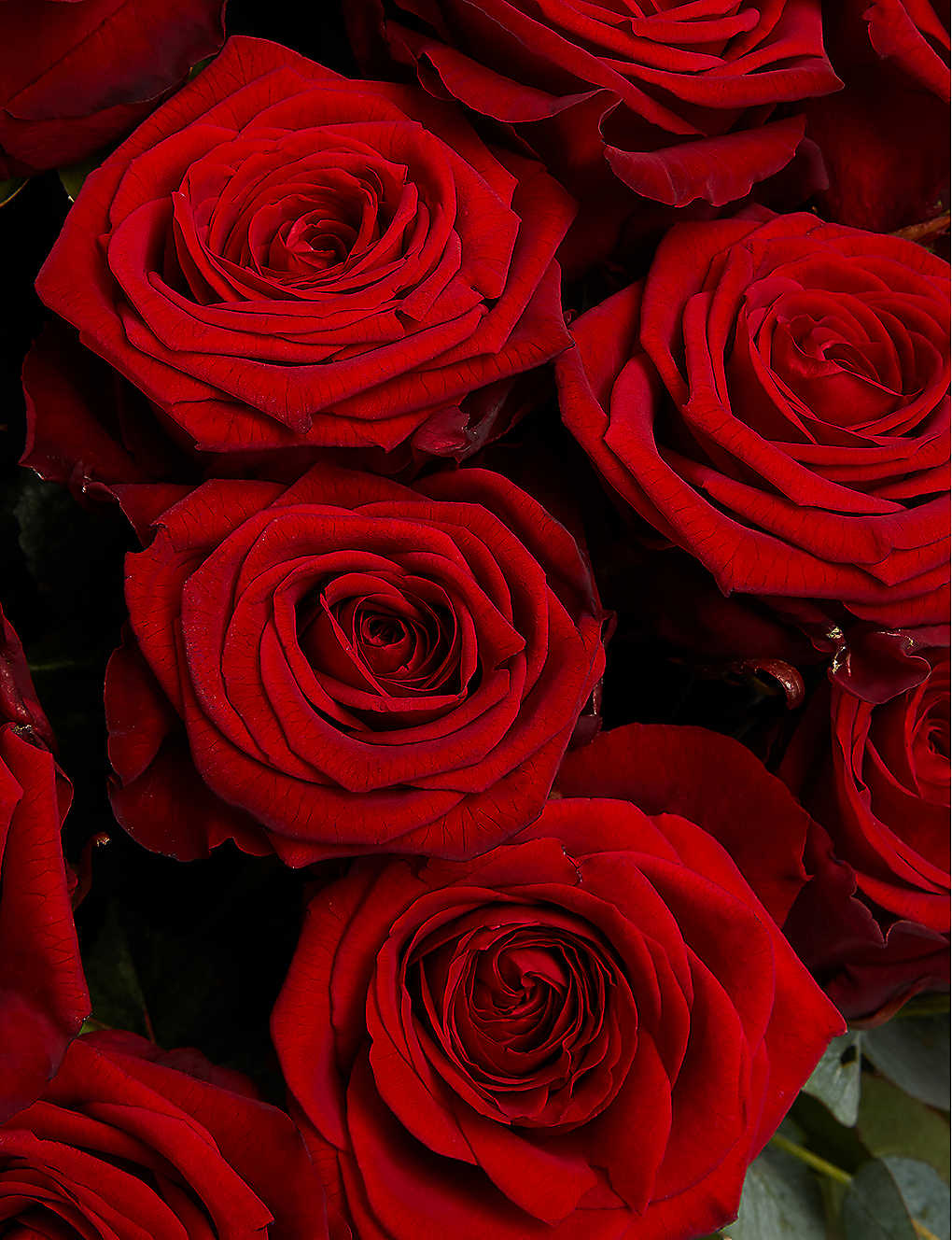Красные розы темные