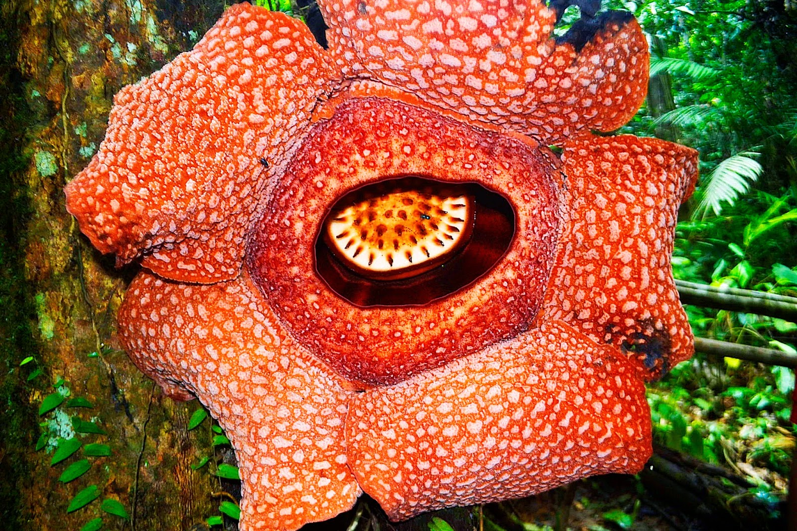 Раффлезия Арнольди цветок