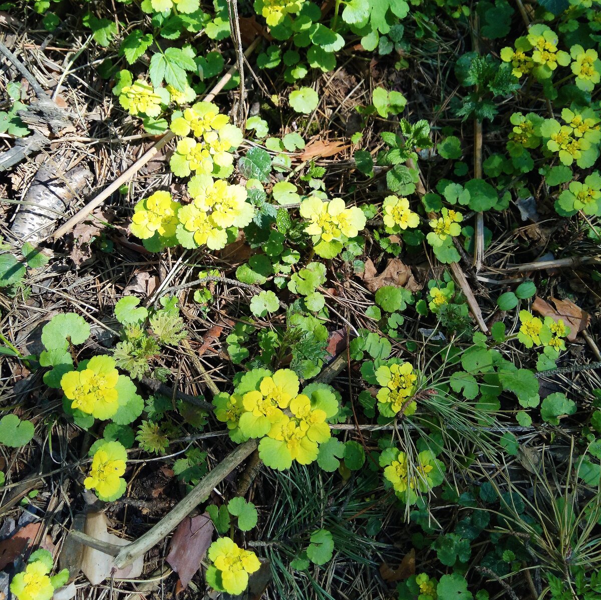 Растение с желтыми цветами в лесу