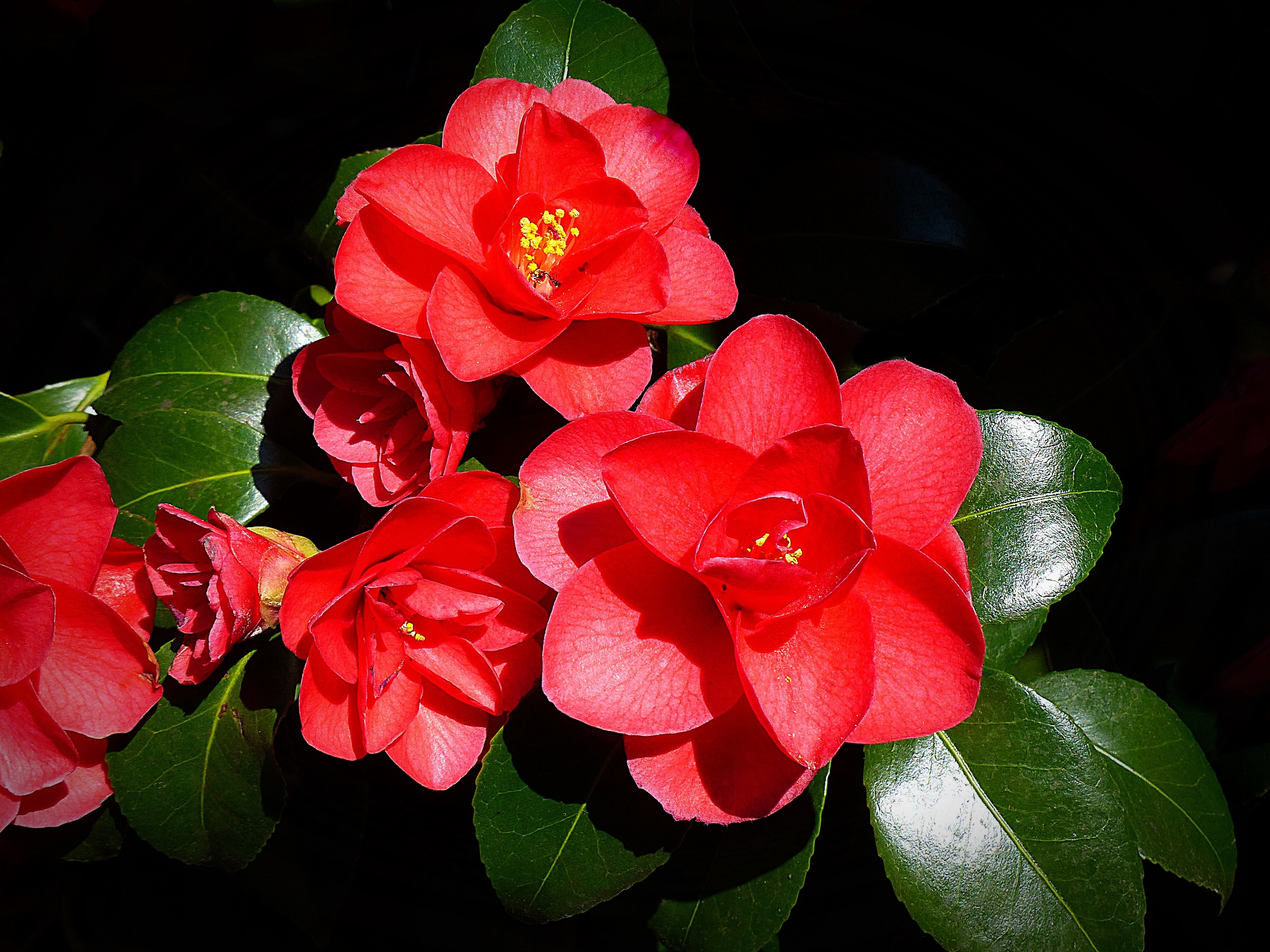 Миддлемист красный (Middlemist Camellia)