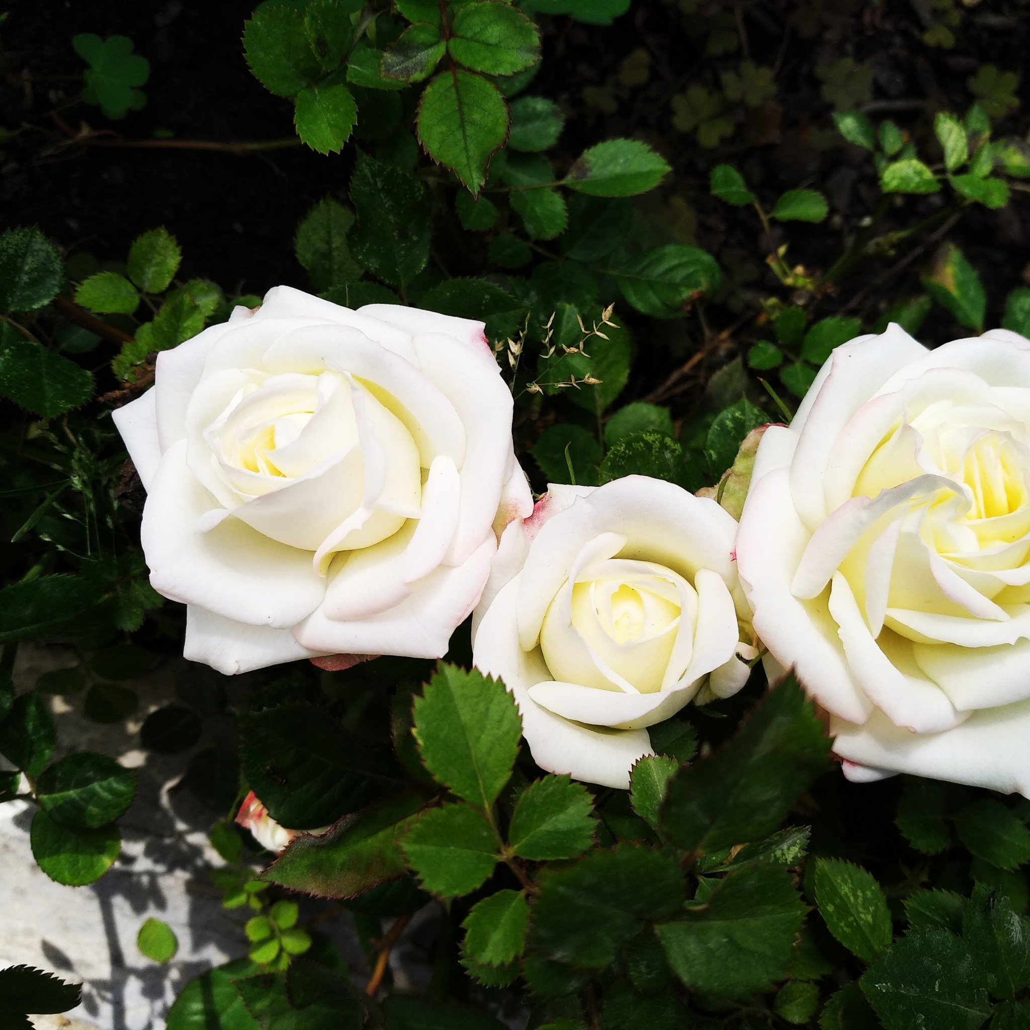 Роза белый Онор