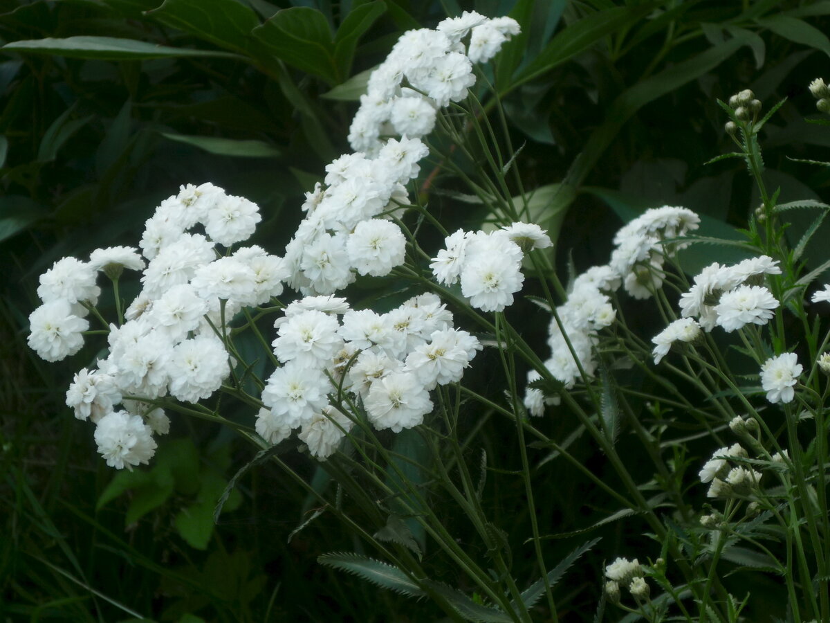 белый многолетний цветок фото