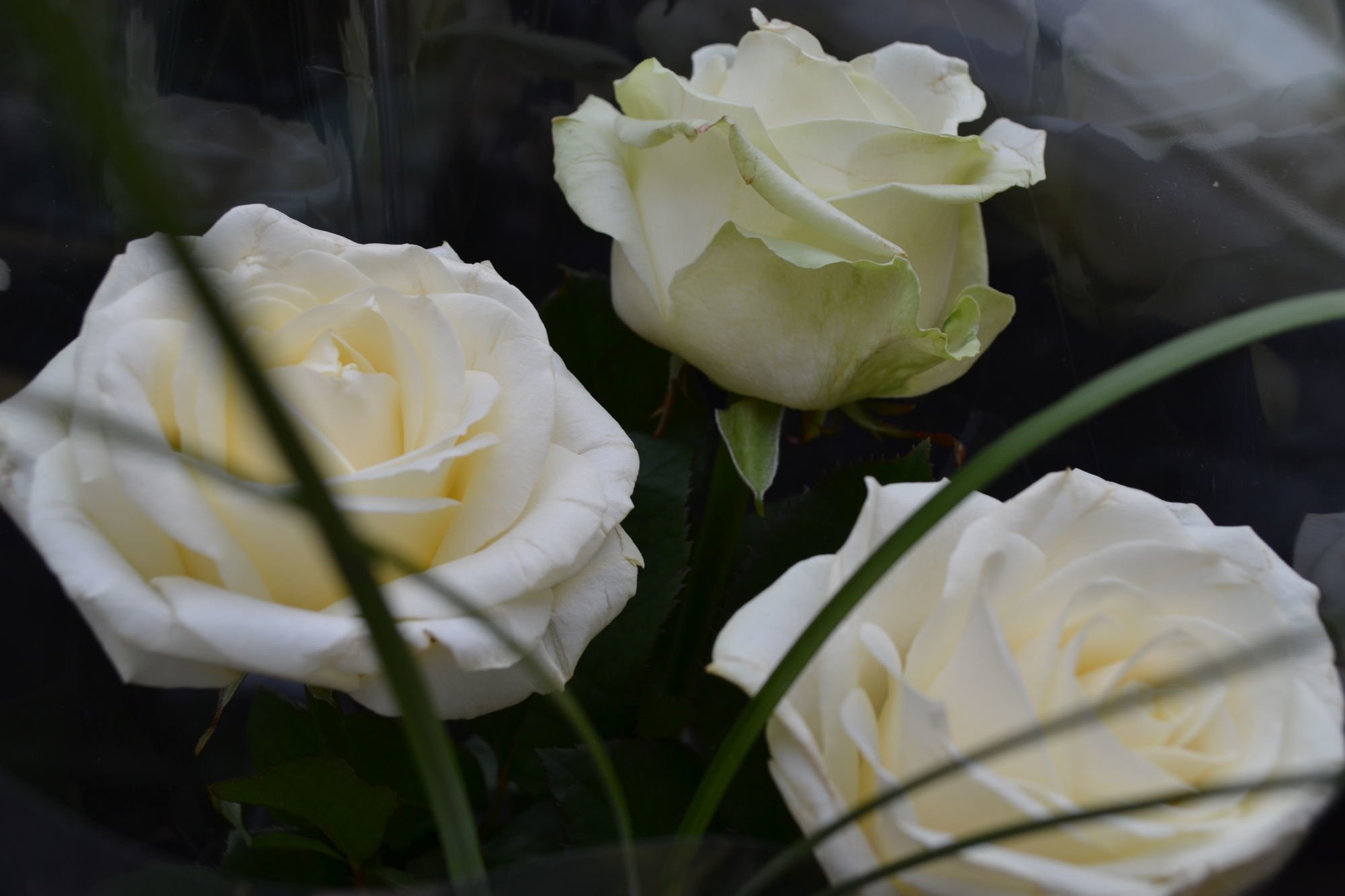 3 розы белых лягут на стол