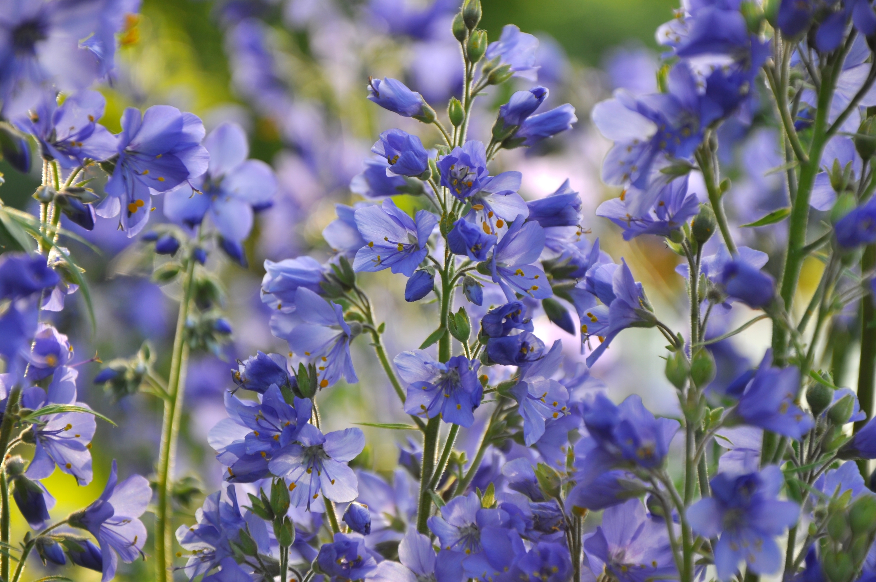 Синенькие Цветы Полевые