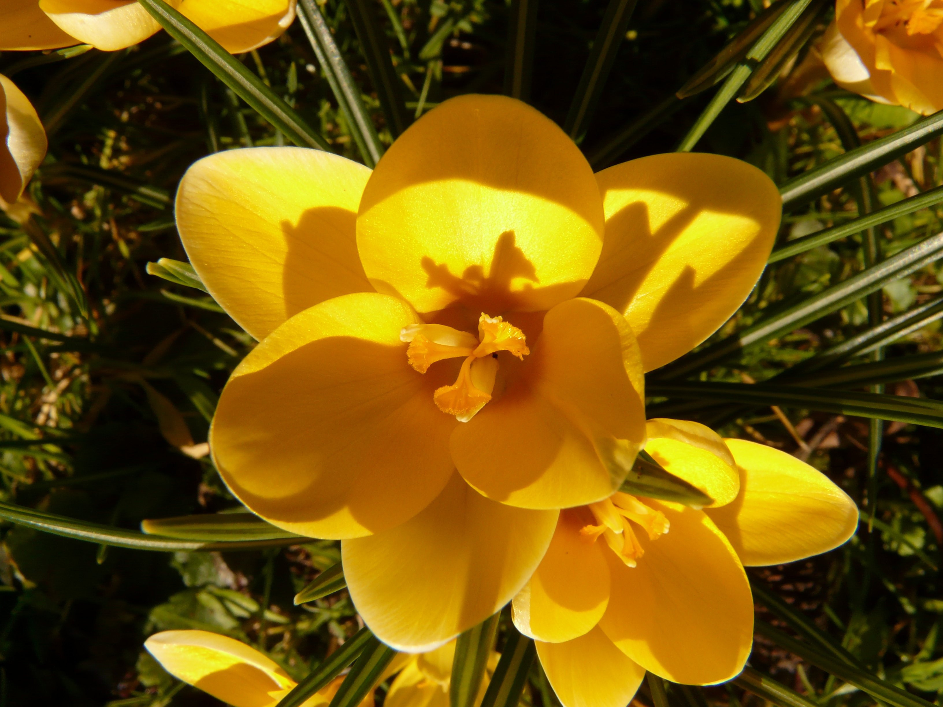 Крокусы Botanic Yellow