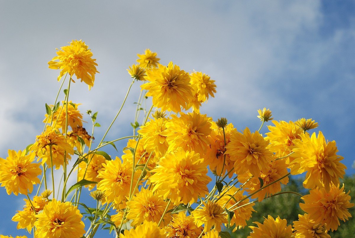 Агана - Желтые цветы - 41 фото