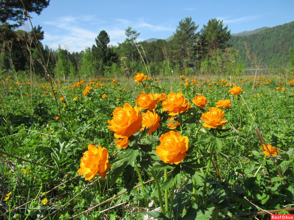 Купальница Сибирская