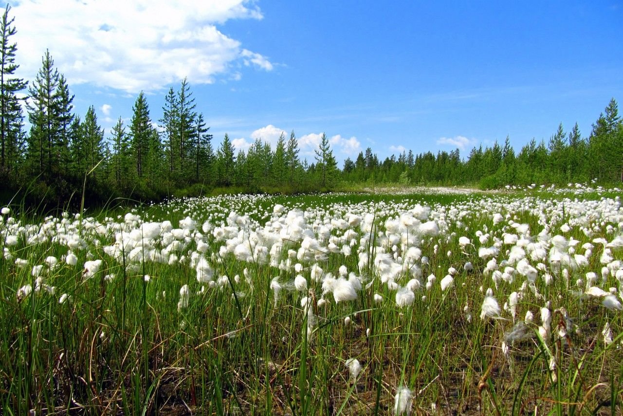 Весна в сибири картинки