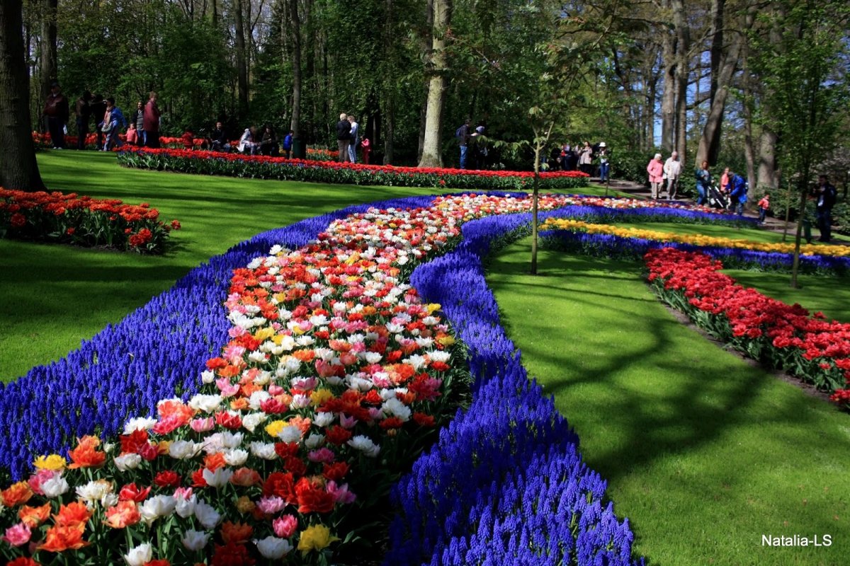 Парк тюльпанов в Голландии Кекенхоф