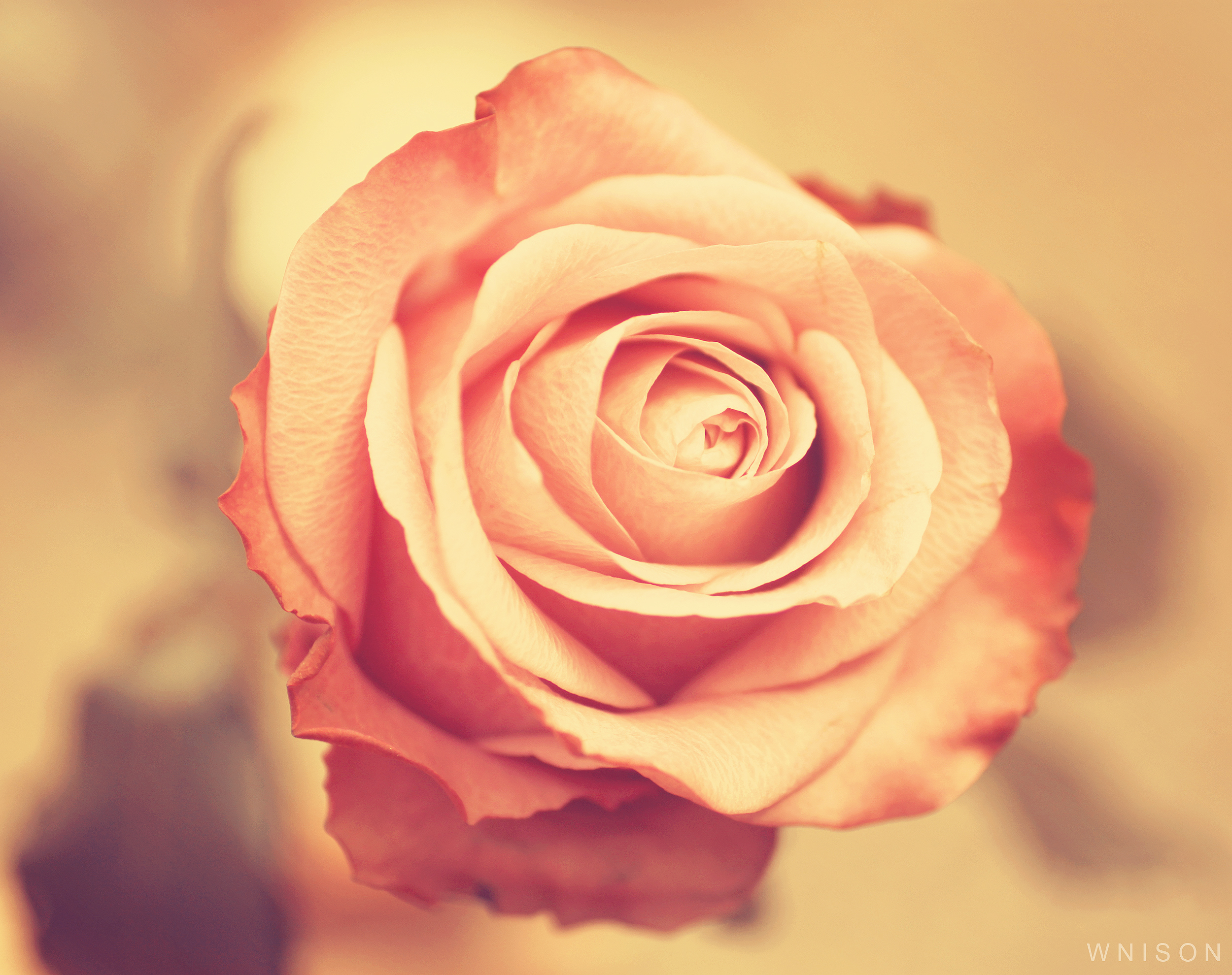 Серо розовые цветы