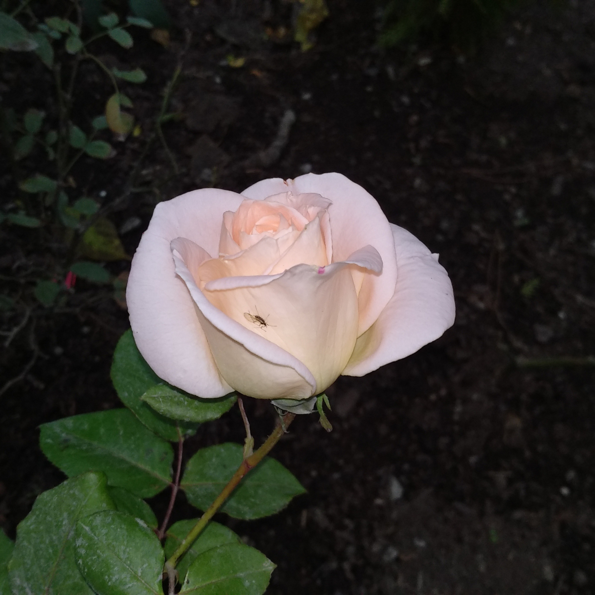 сорта белых чайно гибридных роз фото