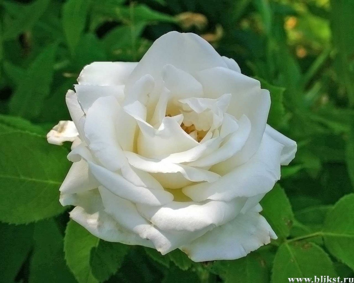 Роза Белый Лебедь