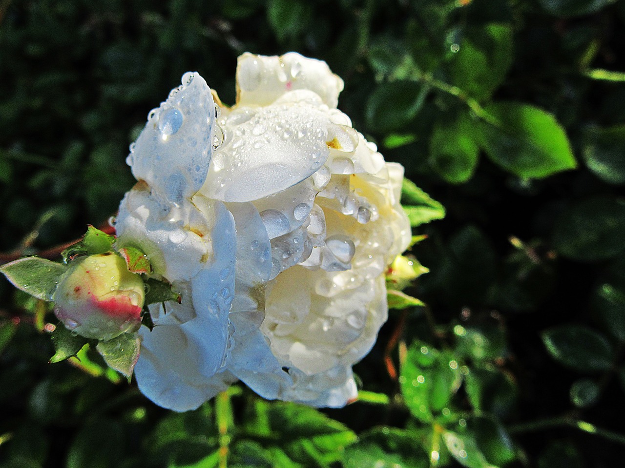 Белая роза в Дожде