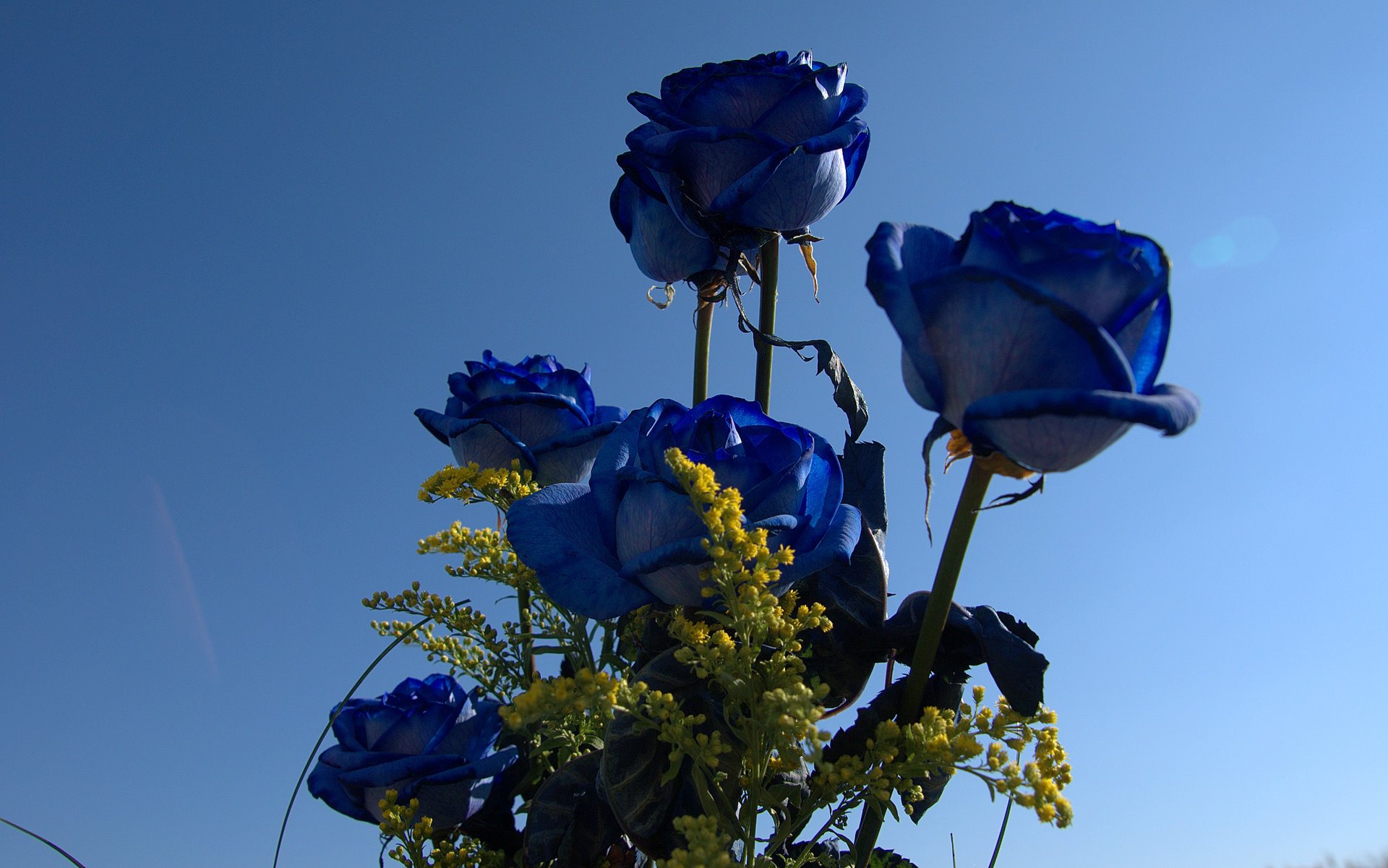 Небесно голубые розы