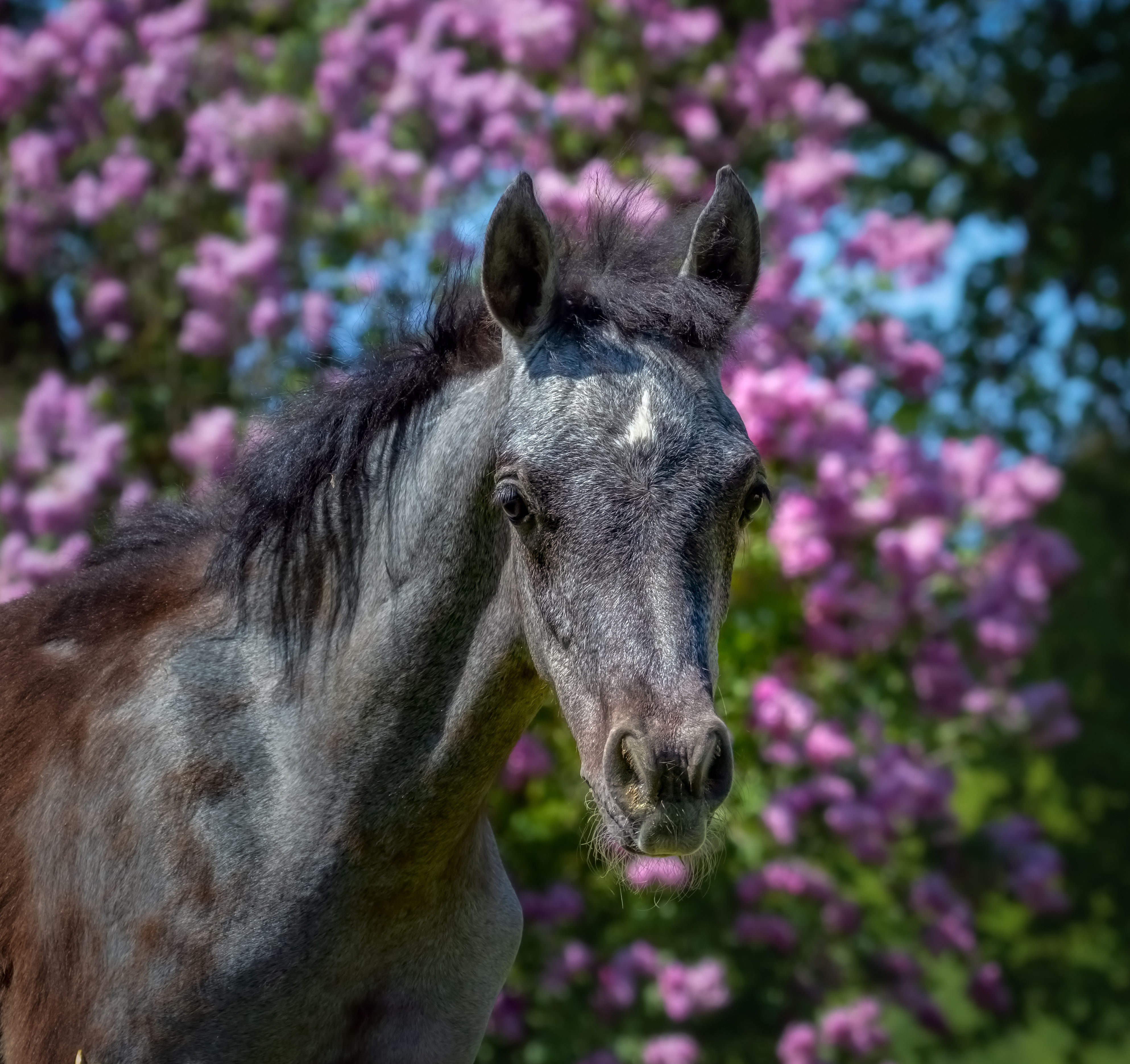 Лошадь на фоне цветов