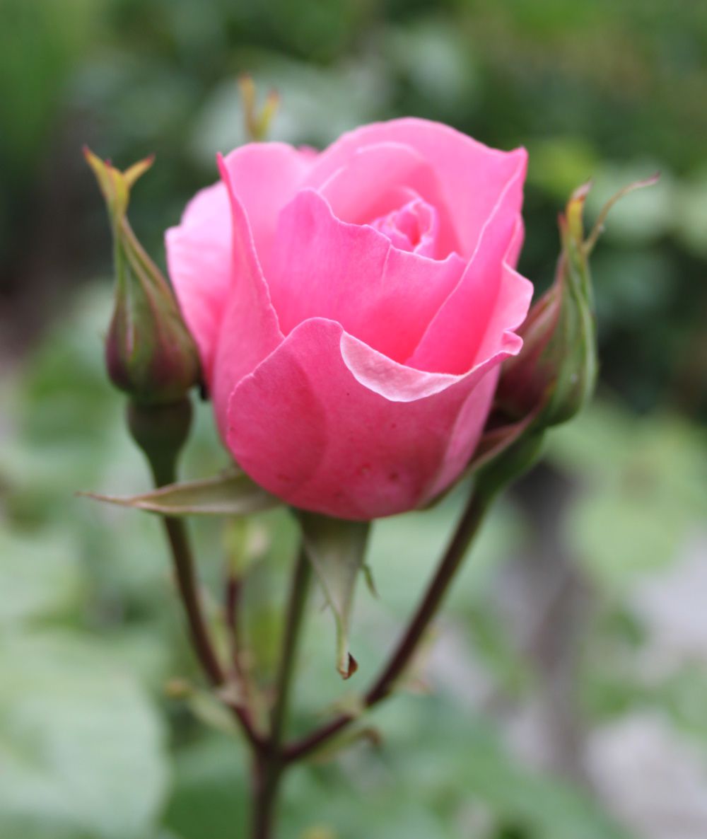 Сорт розы Мерседес