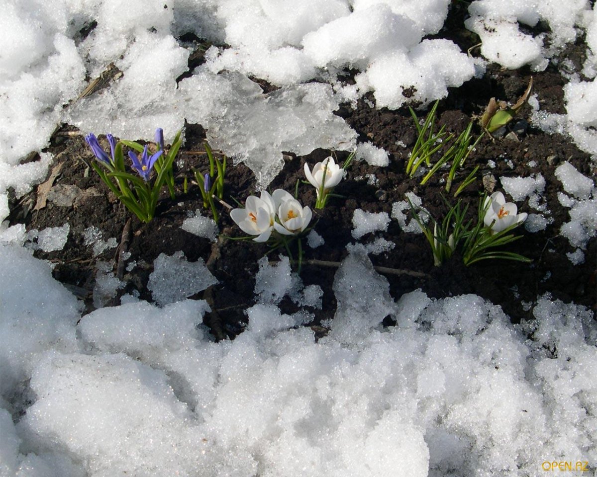 Весна проталины подснежники природа