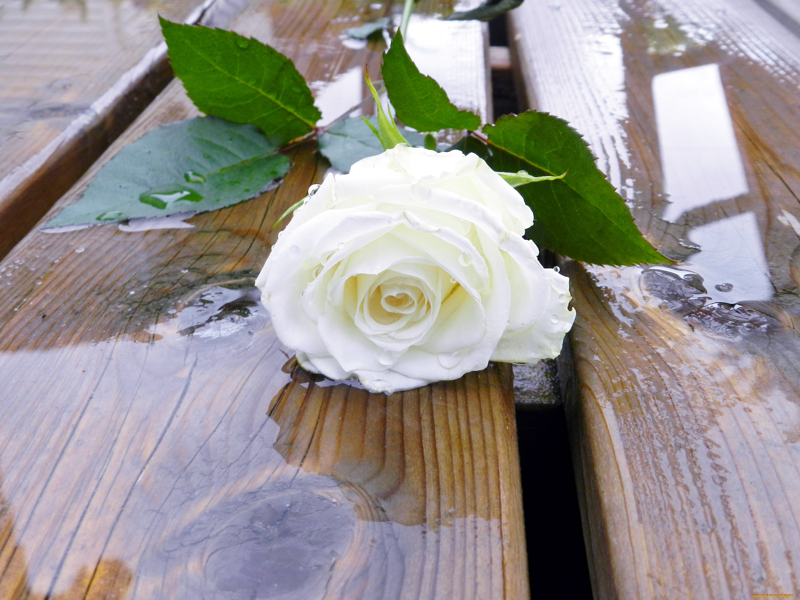 Одинокая красивая белая роза