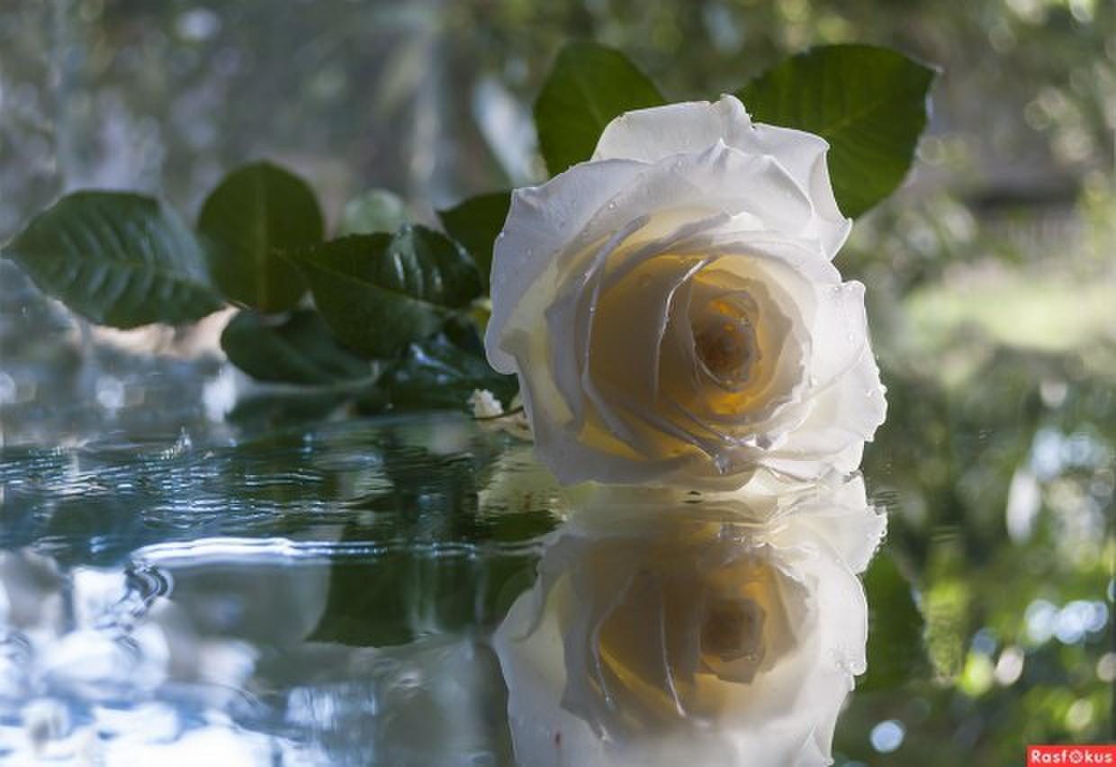 Белые розы под дождем