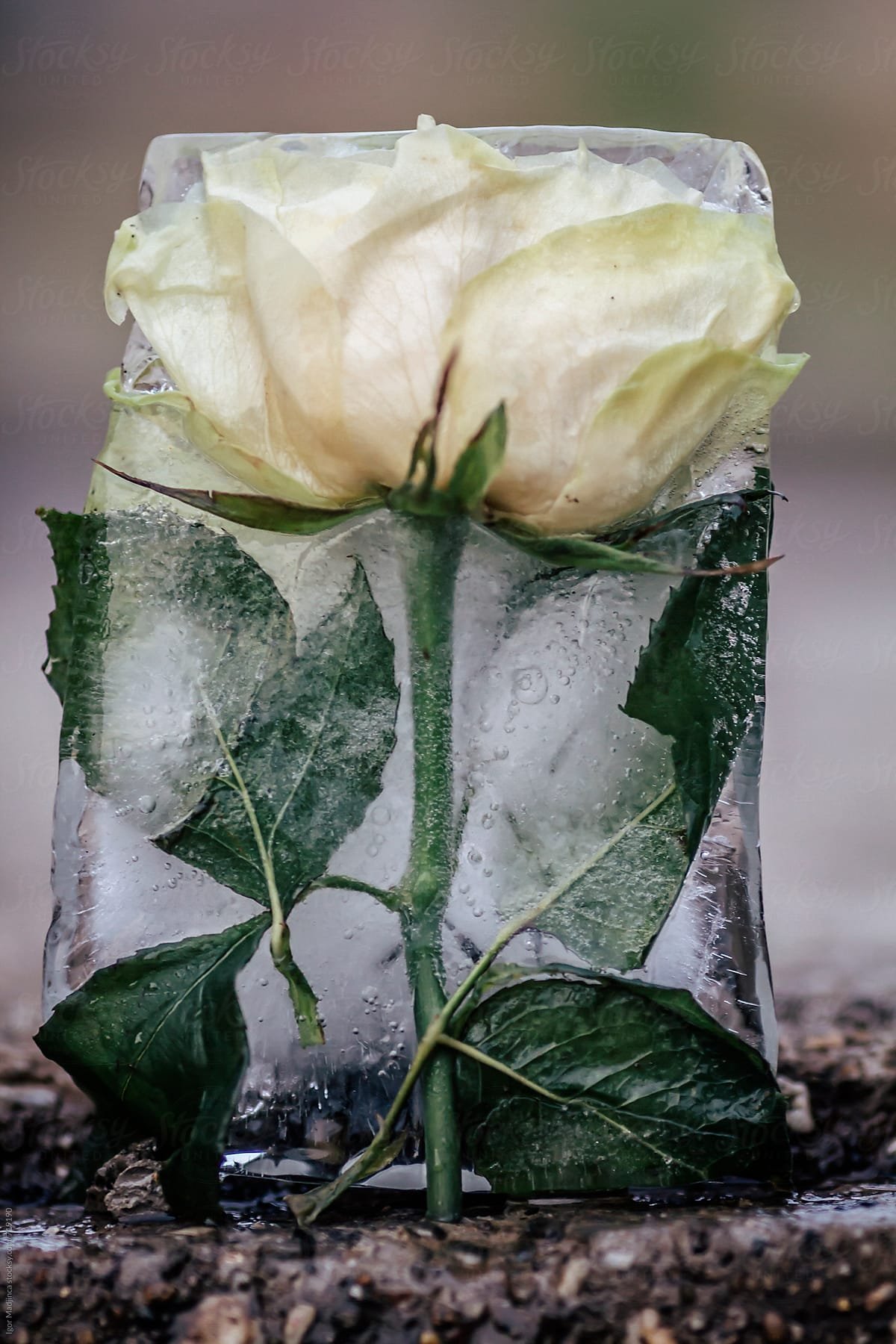 Цветы застывшие во льду