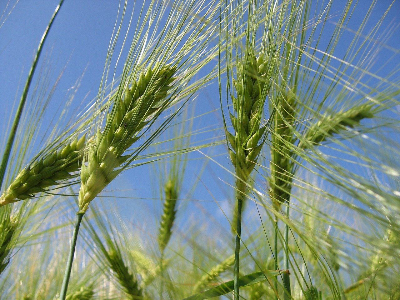 Семейство злаковые пшеница