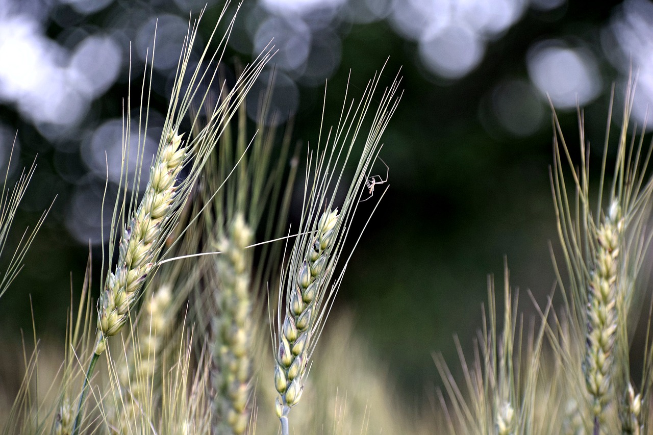 Цветок Пшеницы
